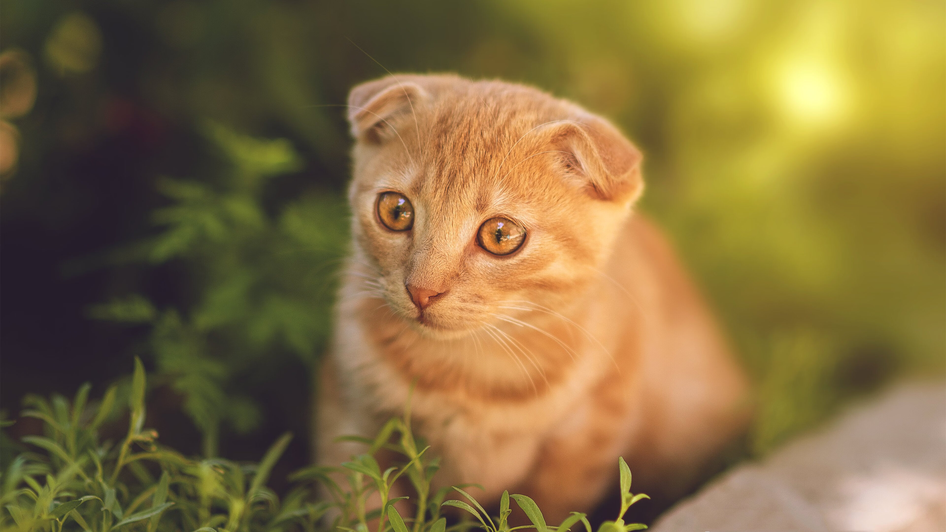 kaiyun网站-F1中国大奖赛重启，周冠宇家门口挑战极限，周冠宇f1试车手