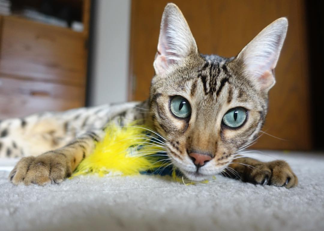 开云官方网站-“法甲近期比赛精彩连连，强队纷纷发力争夺排名”，法甲最新比赛