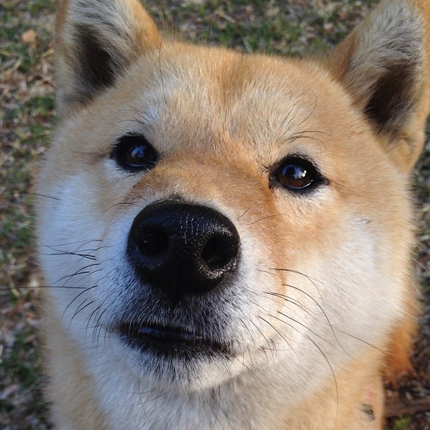 开云kaiyun-热刺新帅战略奏效，战术变化带来胜利，热刺新星