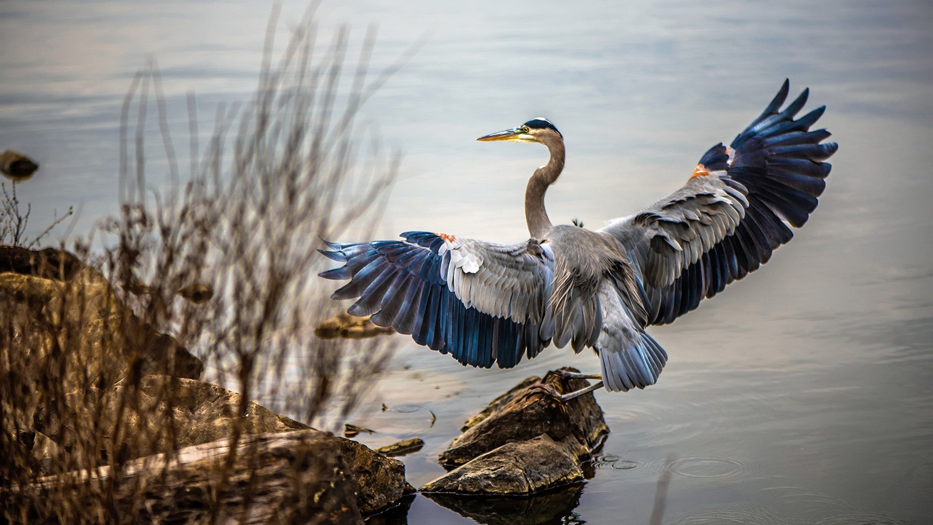 开云APP-凯撒酋长球员伤愈复出，助力球队冲击冠军，凯撒king