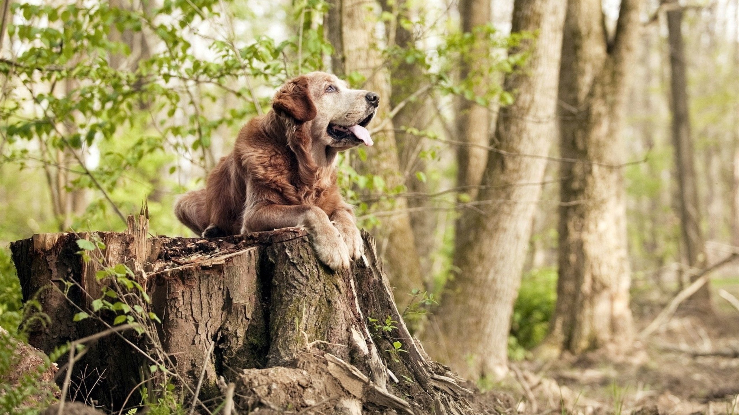 凯撒酋长球员伤愈复出,助力球队冲击冠军,凯撒king