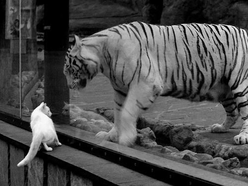 巴西强队备受瞩目，实力碾压对手，巴西队最强阵容