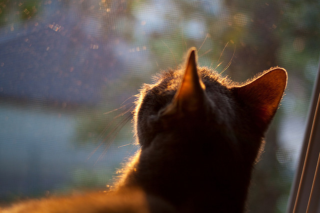 开云官网-摩纳哥阵容调整屡屡不果，主帅沙乌斯承压，摩纳哥 阵容