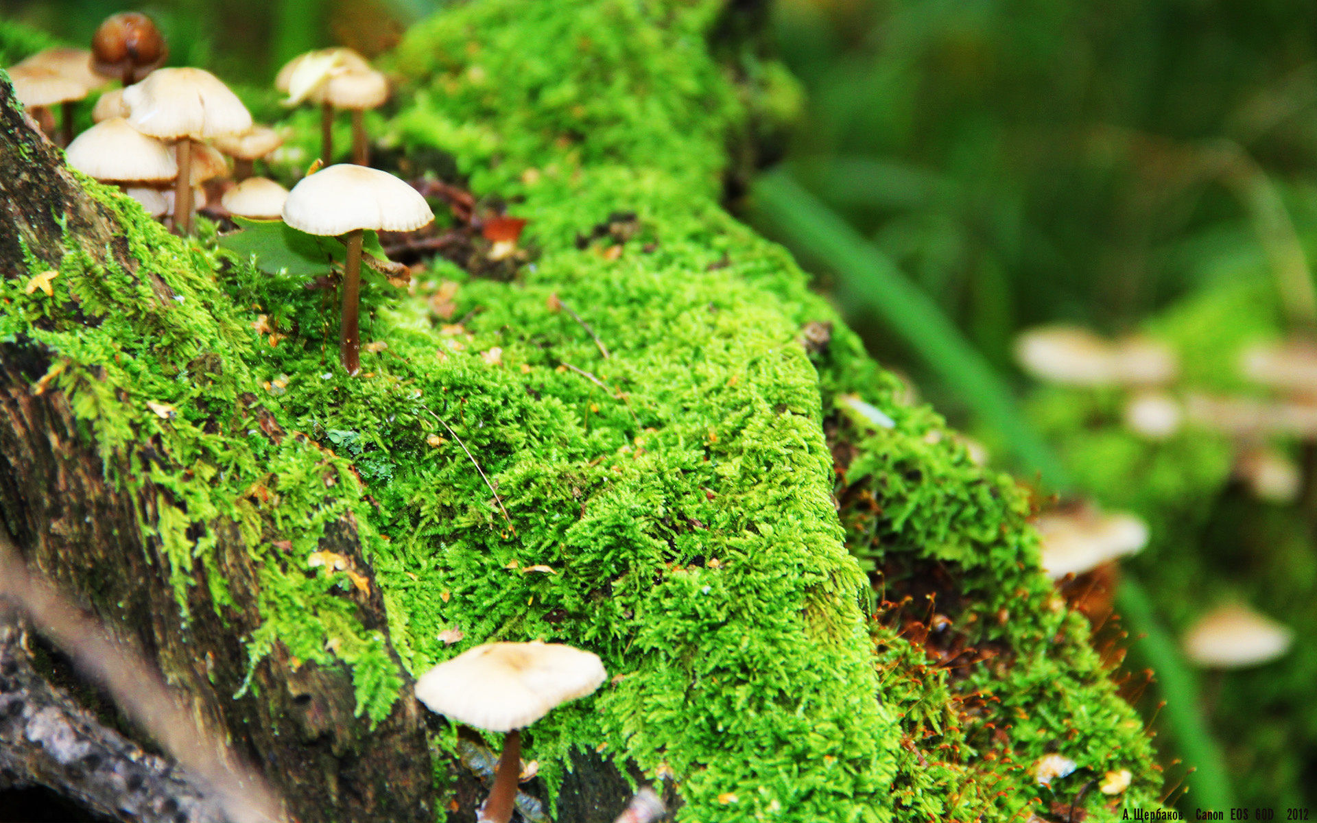 开云APP-火箭内线水土不服，主将急需调整状态，火箭内线最新消息