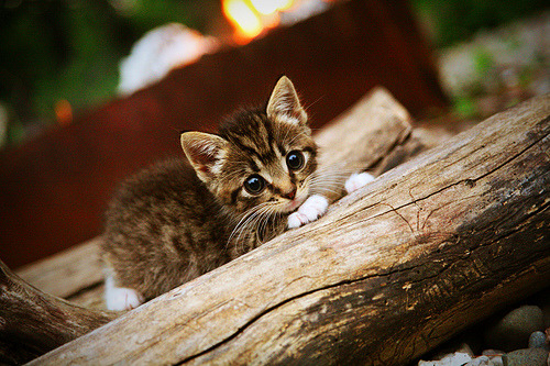 稳扎稳打!蒙彼利埃客场战平摩尼加,蒙彼利埃主帅