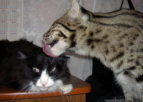 开云官网-鱼鹰球迷聚集球场助威，为球队加油助力获胜，鱼鹰表演