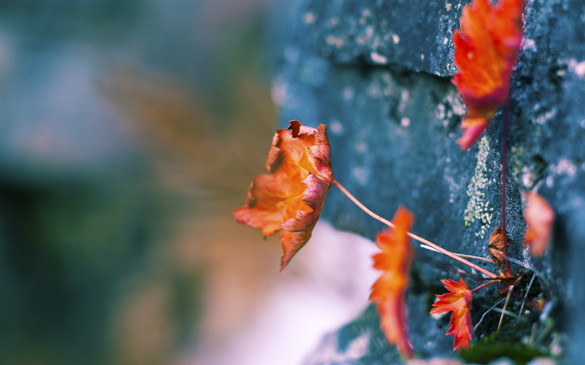 开云平台-NBA联盟赛事观众行为分析与体验提升，nba 观众