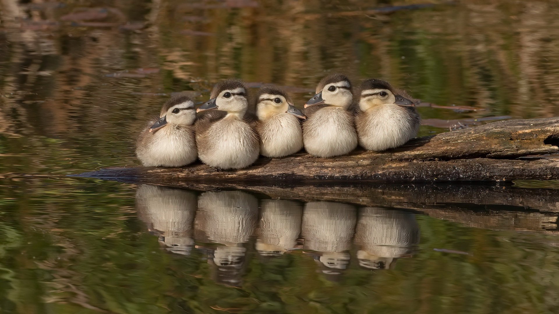 KAIYUNAPP-青奥会田径项目中国队收获满满，青奥会冠军