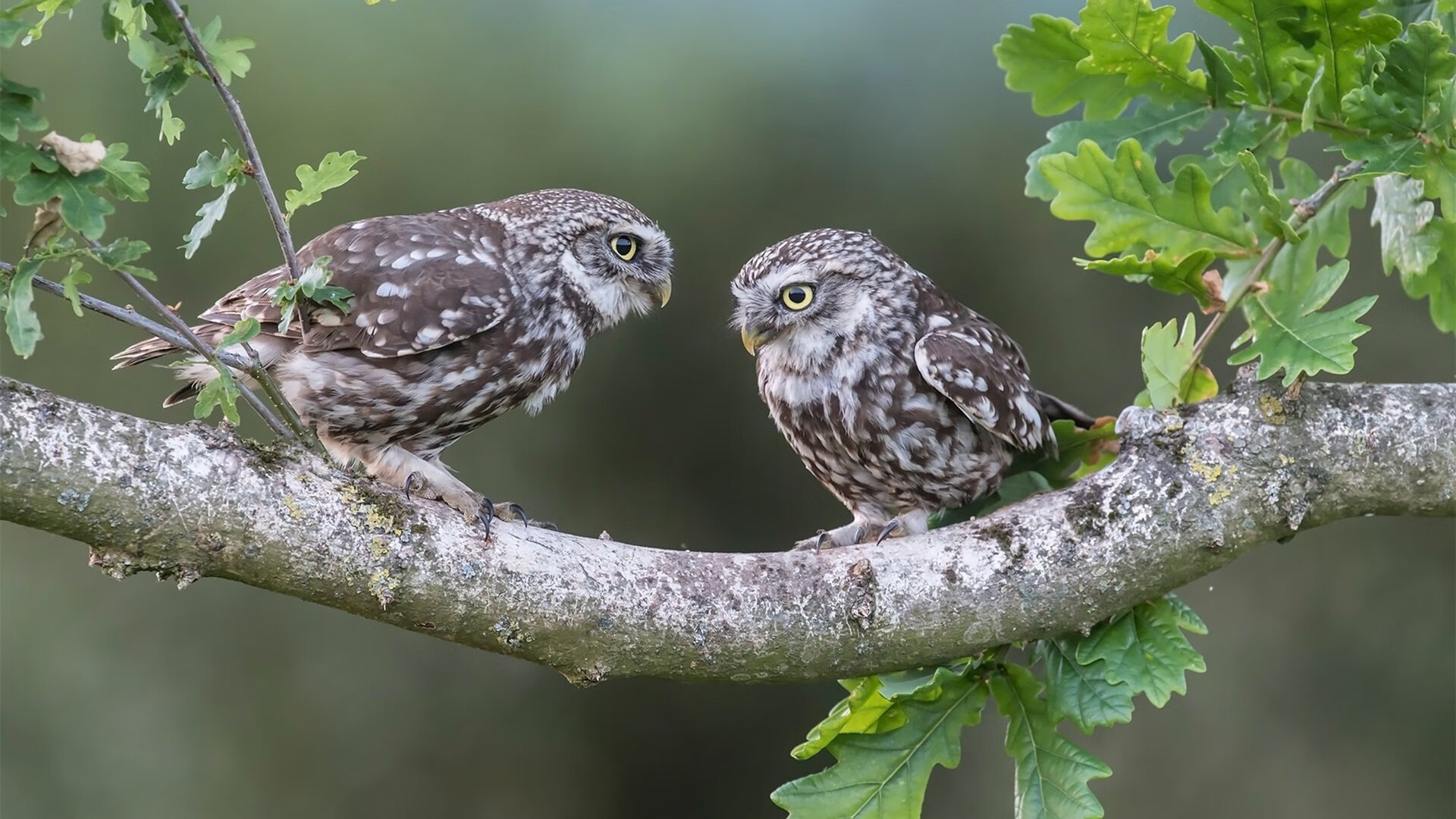国际青少年足球合作继续深化,促多国联动培养未来巨星,青少年足球国家队名单