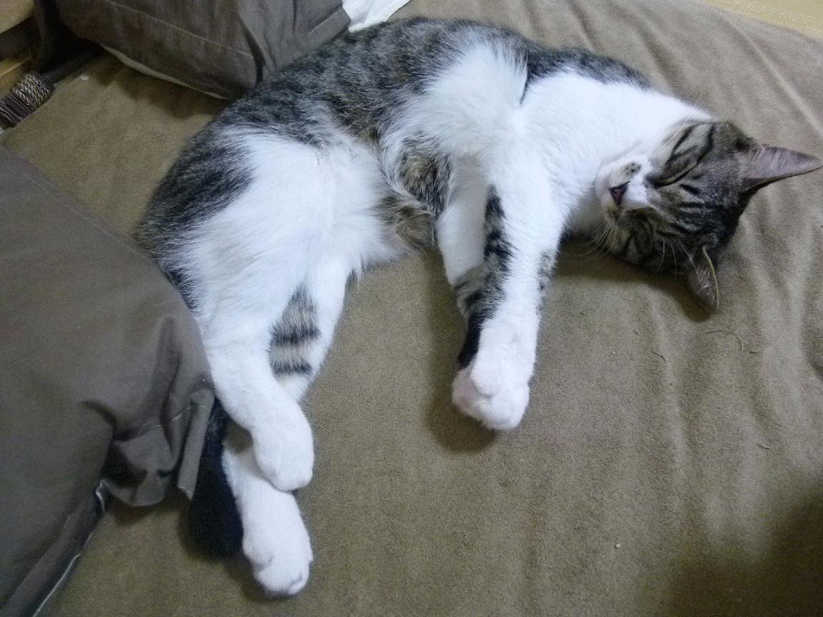 混合泳项目韩国选手技术均衡，混合泳视频欣赏