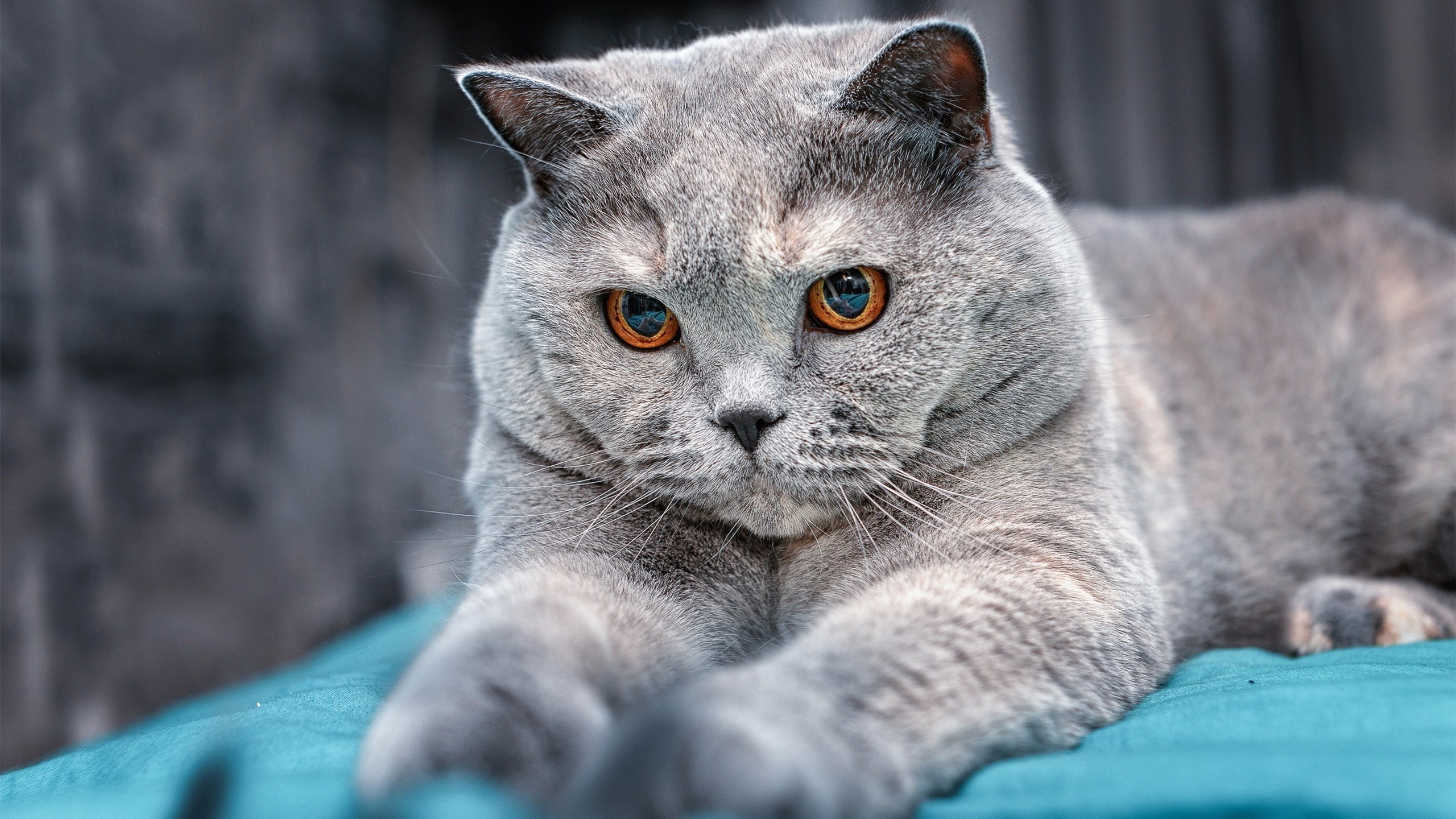 开云官方网站-皇马青训体系持续发力，新星层出不穷