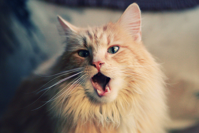 英超汗水与泪水:拼搏到底,缔造奇迹,英超壮汉