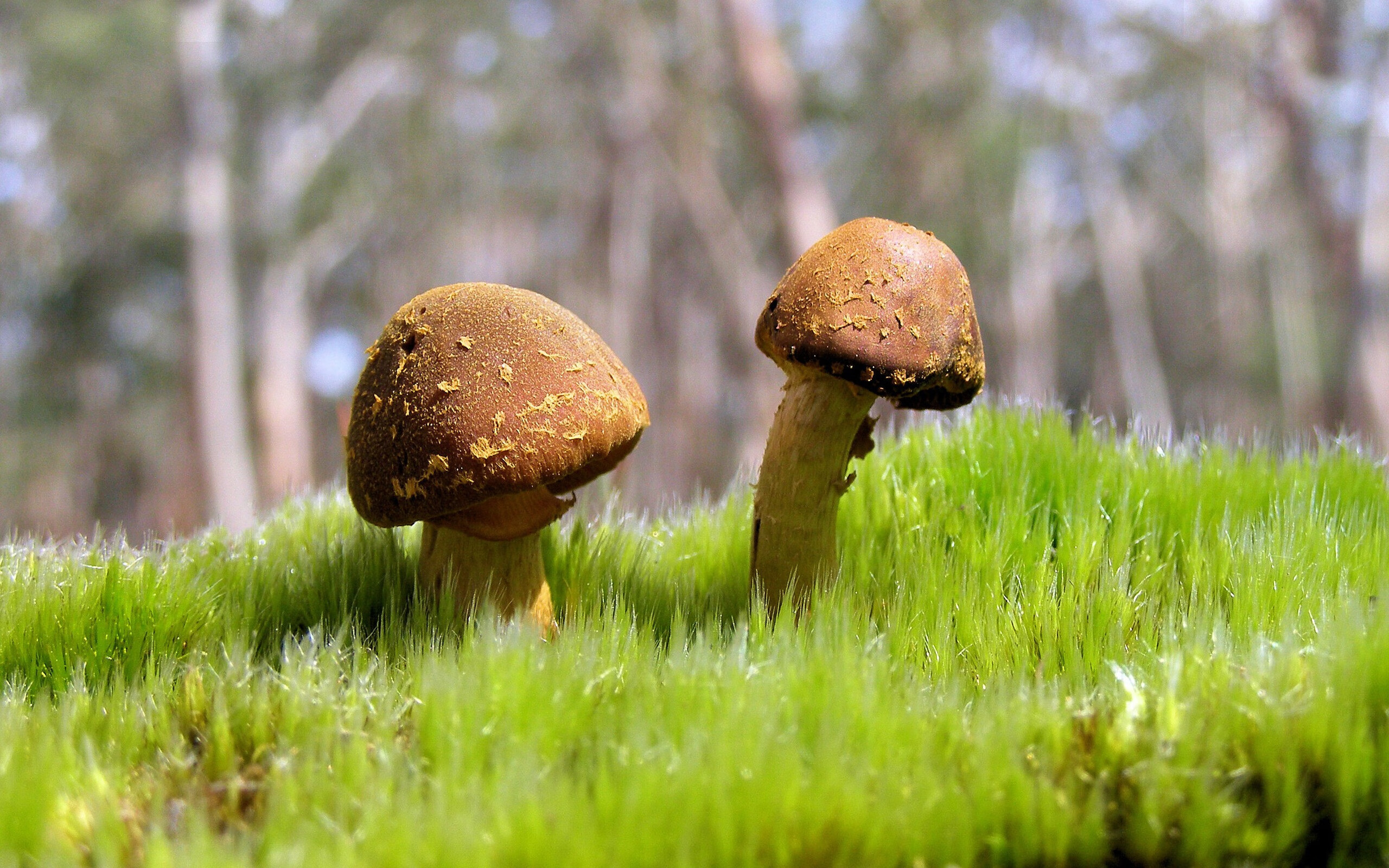 kaiyun开云·官方网站-阿根廷未来之星持续爆发，国家队逐步崛起