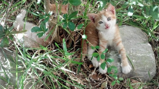 鹈鹕高管公开表示未来三年冲击冠军，鹈鹕成员
